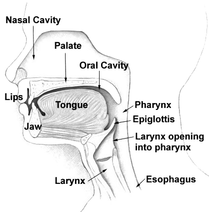 Mouth cavity