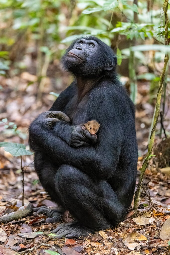 The Leakey Foundation Rare bonobo behavior is photographic gold