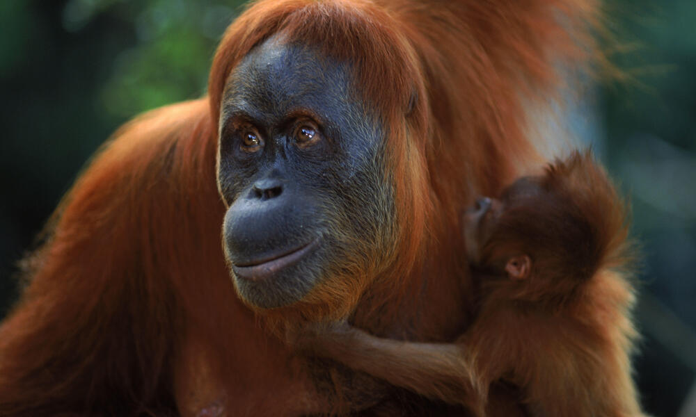 Orangutan